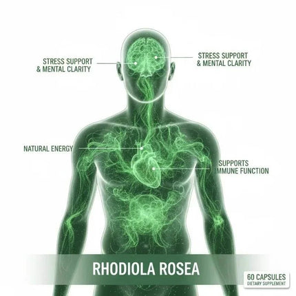 500mg Rhodiola Rosea Capsules Natural Adaptogen Organic Non-GMO Vegan for Stress Support Energy Balance Immune Function 60 Count